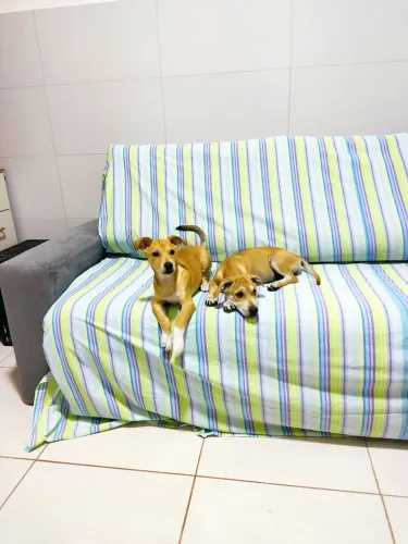 Doação de filhotes fêmeas