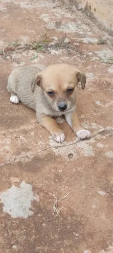 Cachorro