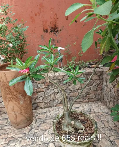 Plantas do deserto