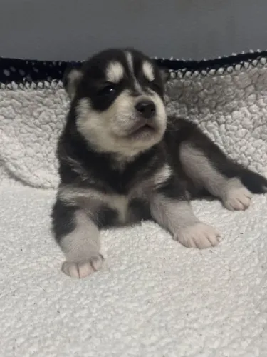 Husky Uma escolha para quem não abre mão de carinho