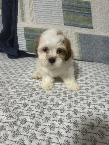 Cachorro Lhasa Apso