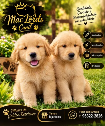 Golden Retriever