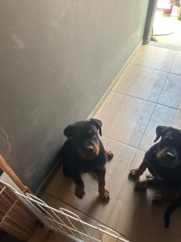Vendo casal de rottweiler filhotes