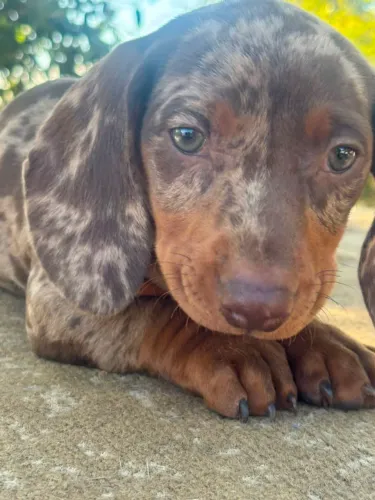 Dachshund salsichinha arlequim chocolate/ pedigree opcional