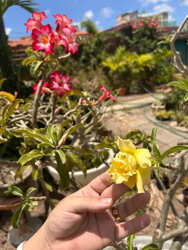 Rosa do deserto
