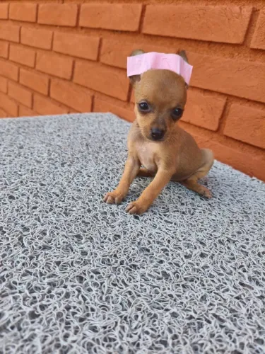 Pinscher bebês cheios de carinho - peça mais informações!