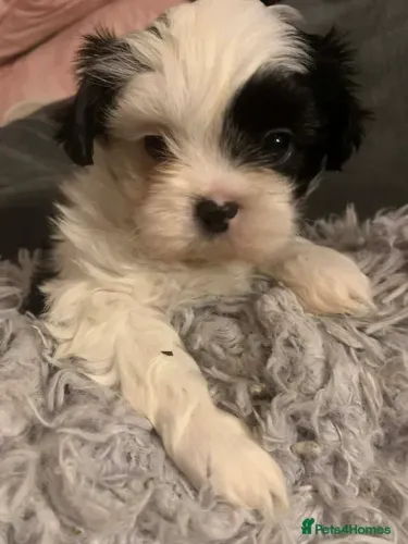 Filhotes Macho e Fêmea Raça Pura Shih tzu/shitzu SP