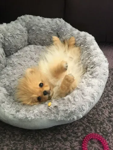 SpitZ alemão Cachorrinho que esbanja fofura