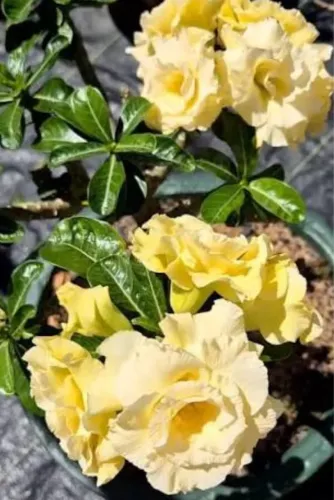 Rosas do deserto