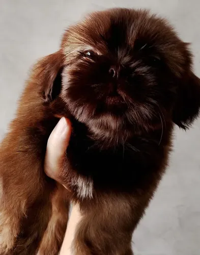 Shih Tzu 