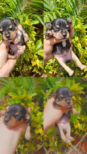 Vendo cachorrinho pinscher 0 com 1