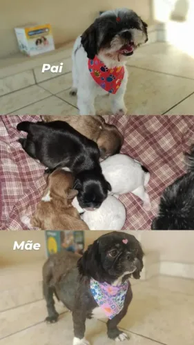 Shitzu recém nascido