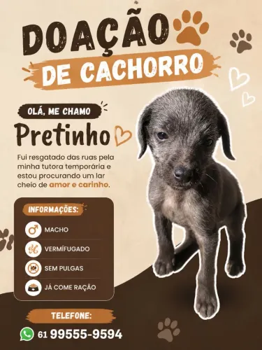 Doação de cachorro macho