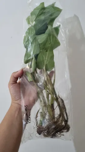 Plantas para aquario