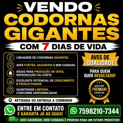 Vendo Codornas Gigantes Com 7 dias de Vida