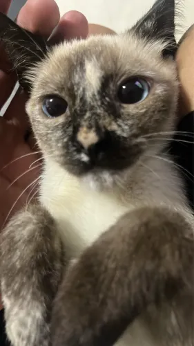 gatinhas para doação