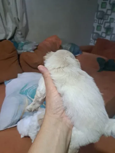 Lhasa apso