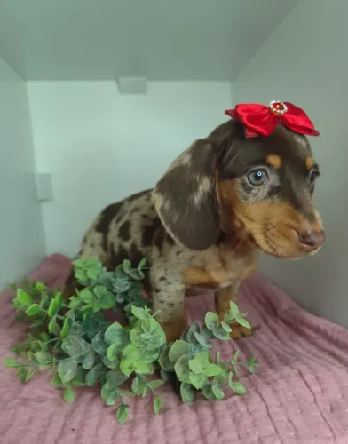 Basset Dachshund Salsicha Teckel Cofap
