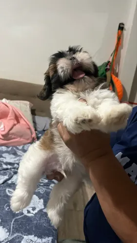 Vendo cachorro Shitzu