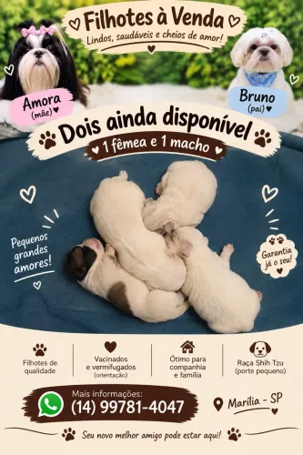 FILHOTES SHIH-TZU À VENDA
