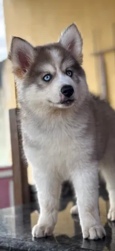 Husky siberiano olhos azuis e verde 