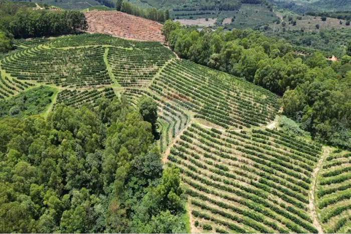 PROPRIENDADE QUATRO CASAS DA RAINHA  42 HECTARES  CAFÉ DE ALTA QUALIDADE