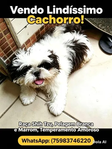 Vendo cachorro