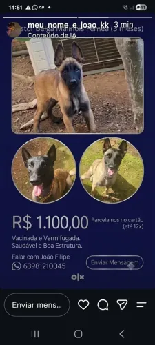 Malinois