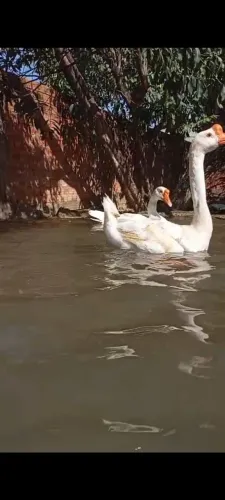 Patos. Gansos, angolas, perus, galinhas...