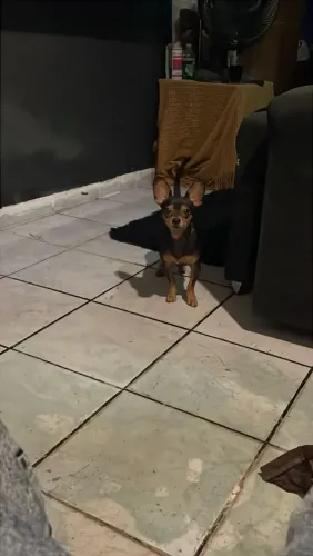 Procuro pinscher 0