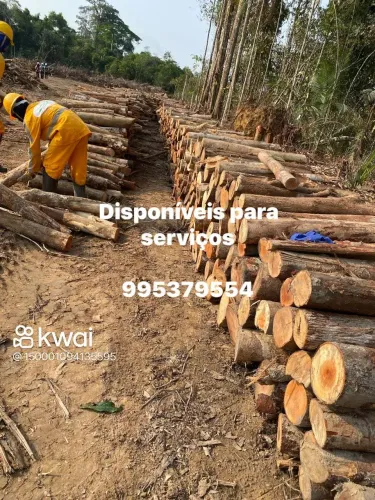 Corte poda de árvores