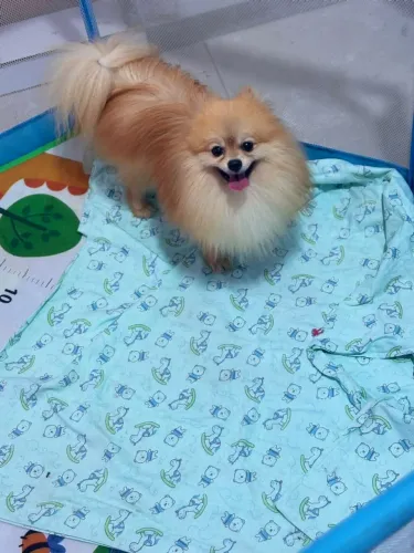 Lulu machinho adulto!!