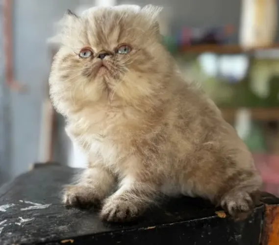 Gato Persa filhote com pelagem incrível, pronto para seu lar