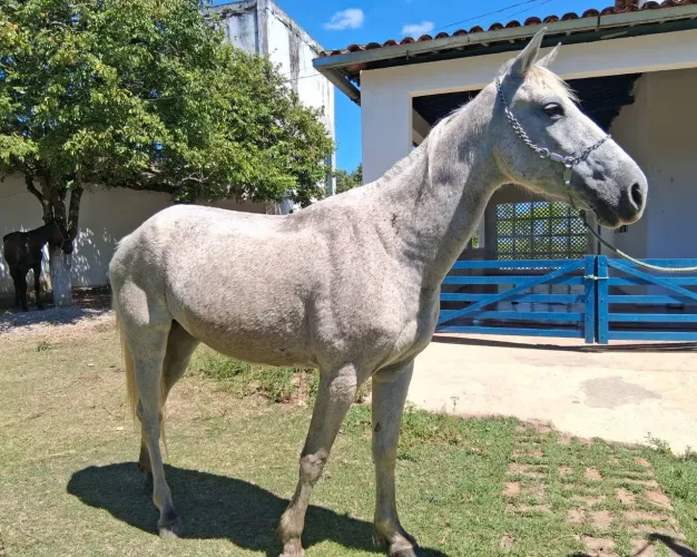 ÉGUA A VENDA