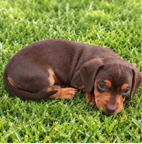 Filhote de Dachshund a venda 
