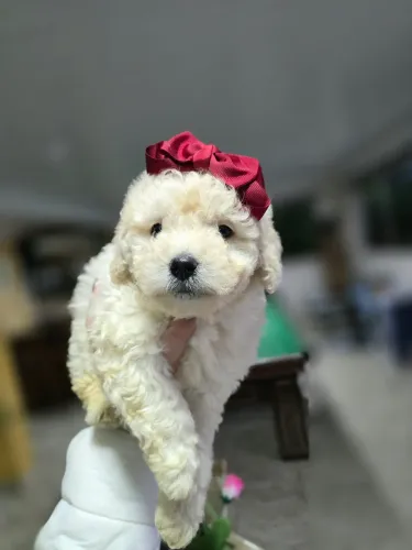 Poodle linda feminha