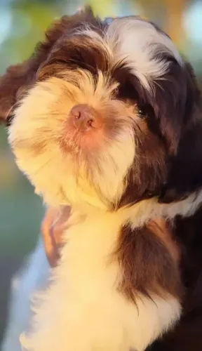 Shih-tzu
