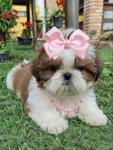 Shitzu mini fêmea 