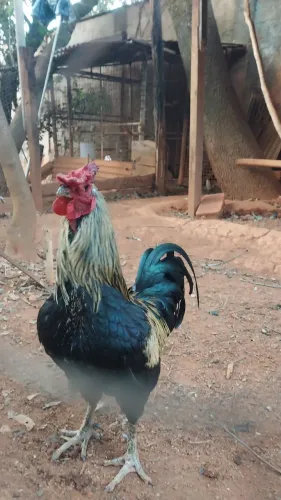 Galos caipira