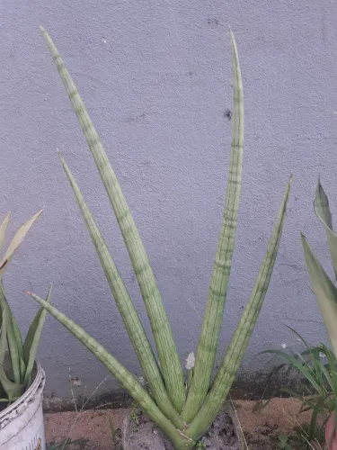 Planta Espada Lança de São Jorge