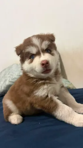 Filhote de Husky