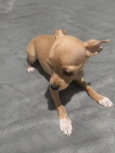 Vendo Pinscher fêmea