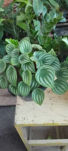 Plantas variadas