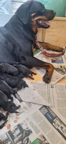 Filhotes de rottweiler