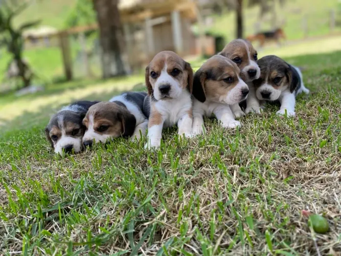 Bolachudos e Carinhosos , Beagle Filhotinhos Lindos