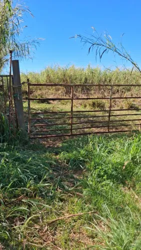 Arrendo PASTO para gado ou outras criações.