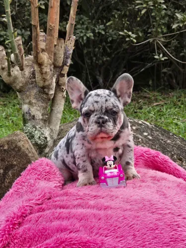 Bulldog francês fêmea merle