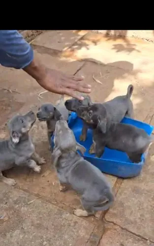 Doação Responsável: Lindos Filhotes de Fila com Rottweiler (45 a 50 dias)