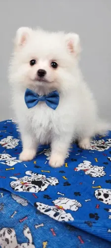 Lindo filhote macho Lulu da Pomerânia