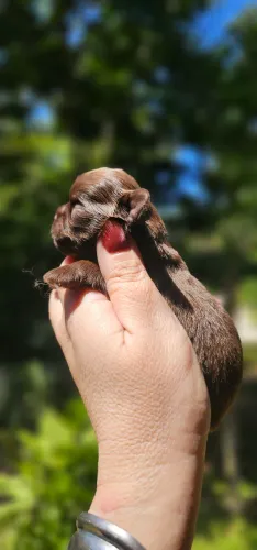 Shih-tzu Chocolate lindo demais